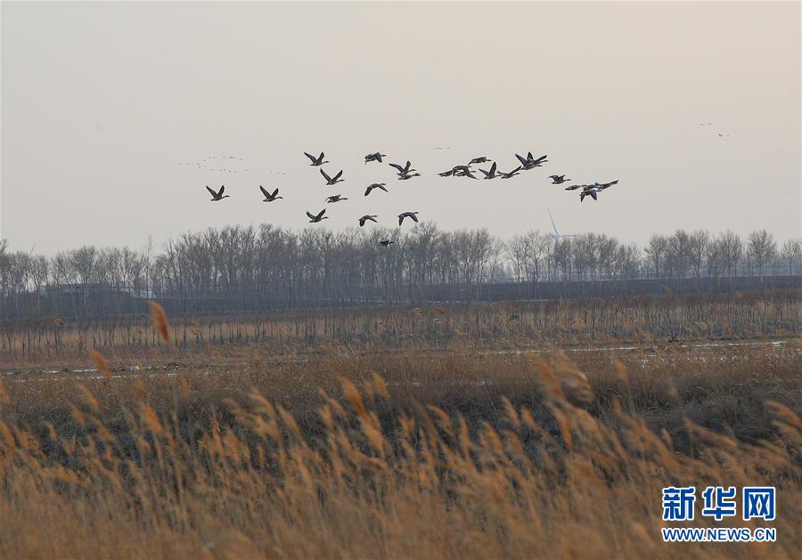 （环境）（4）辽宁康平：卧龙湖湿地迎来大批候鸟