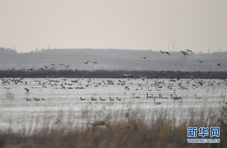 （环境）（5）辽宁康平：卧龙湖湿地迎来大批候鸟