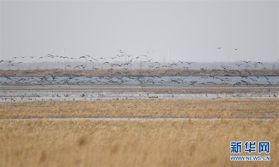 （环境）（6）辽宁康平：卧龙湖湿地迎来大批候鸟