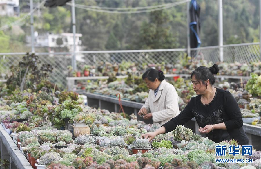 重庆黔江：生态产业促贫困户就业
