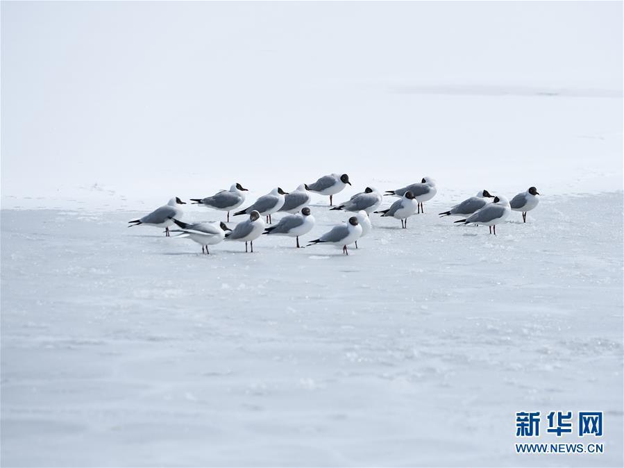雪后青海湖