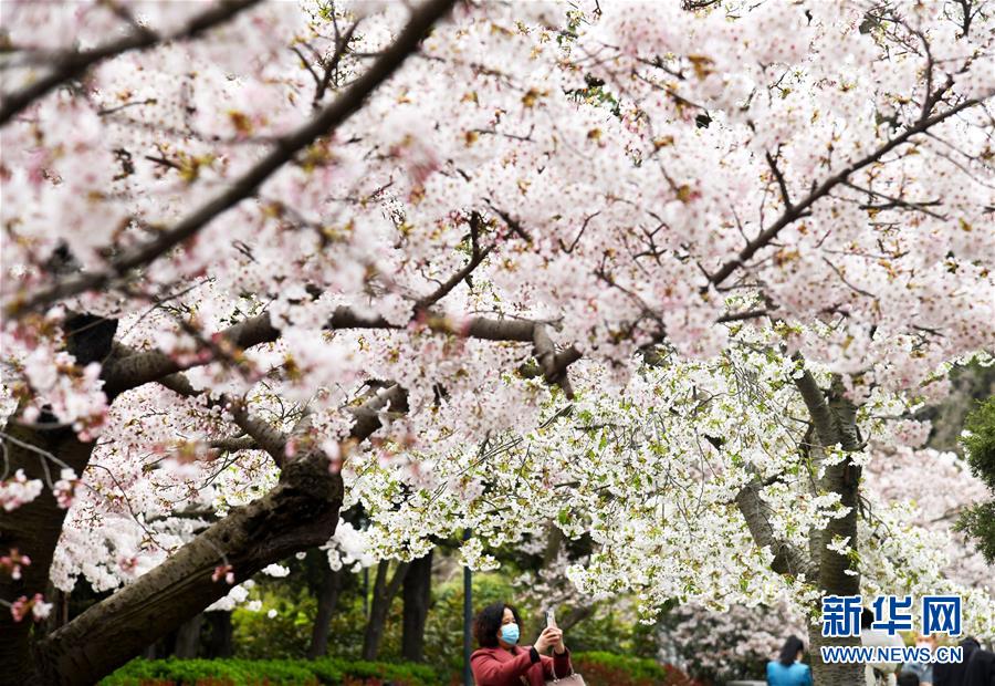 青岛中山公园樱花绽放