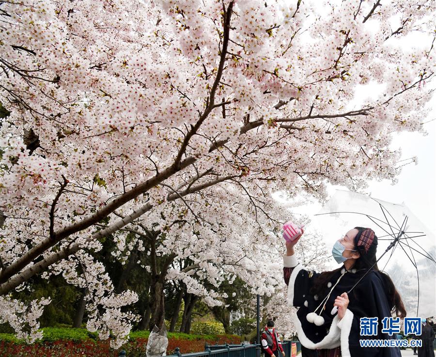 青岛中山公园樱花绽放