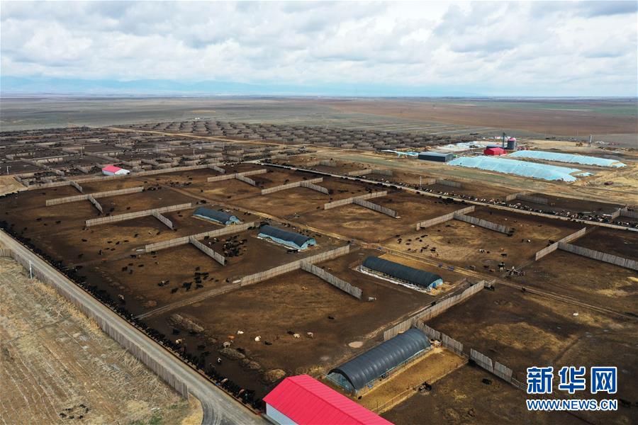 新疆塔城：龙头企业带动农牧民巩固脱贫攻坚成果