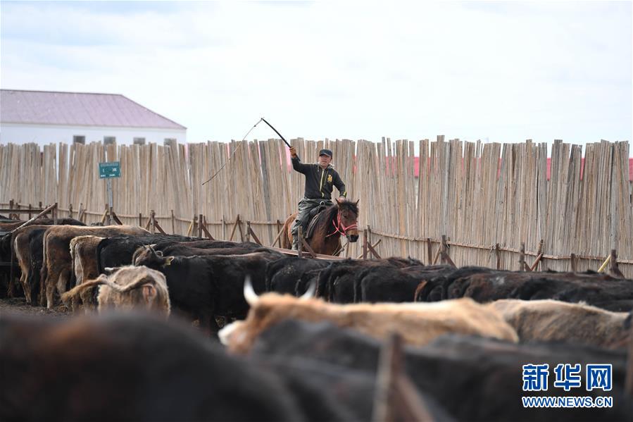 新疆塔城：龙头企业带动农牧民巩固脱贫攻坚成果