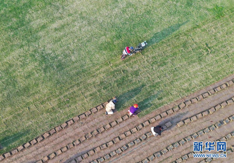 江苏泗洪：发展草坪种植 帮助农民家门口就业