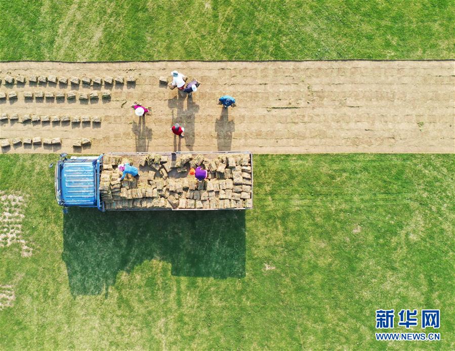 江苏泗洪：发展草坪种植 帮助农民家门口就业