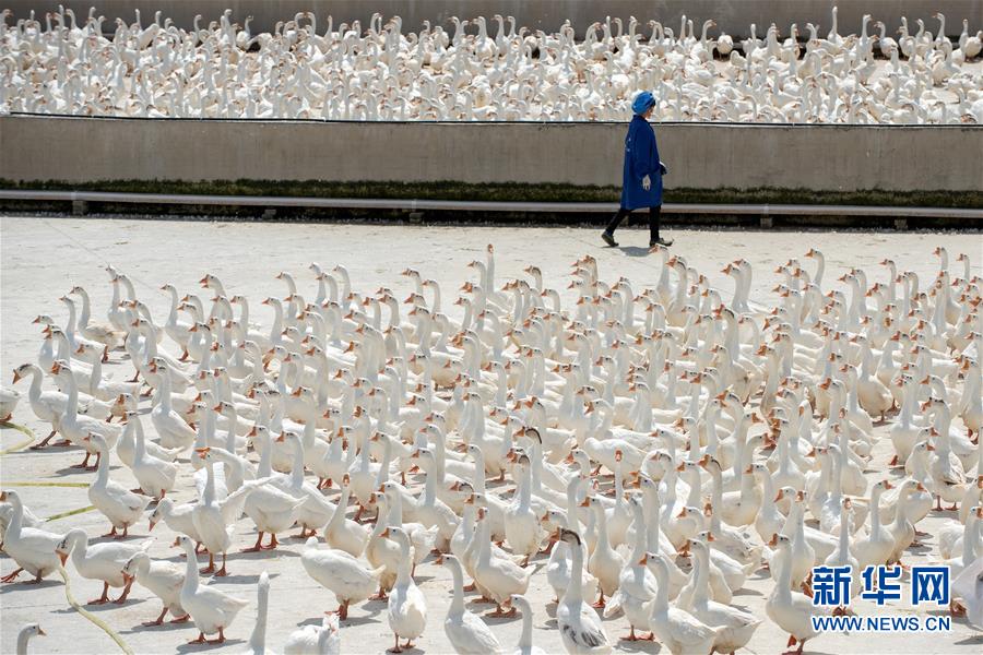 贵州锦屏：鹅产业助农增收