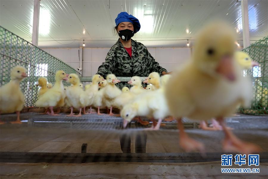 贵州锦屏：鹅产业助农增收