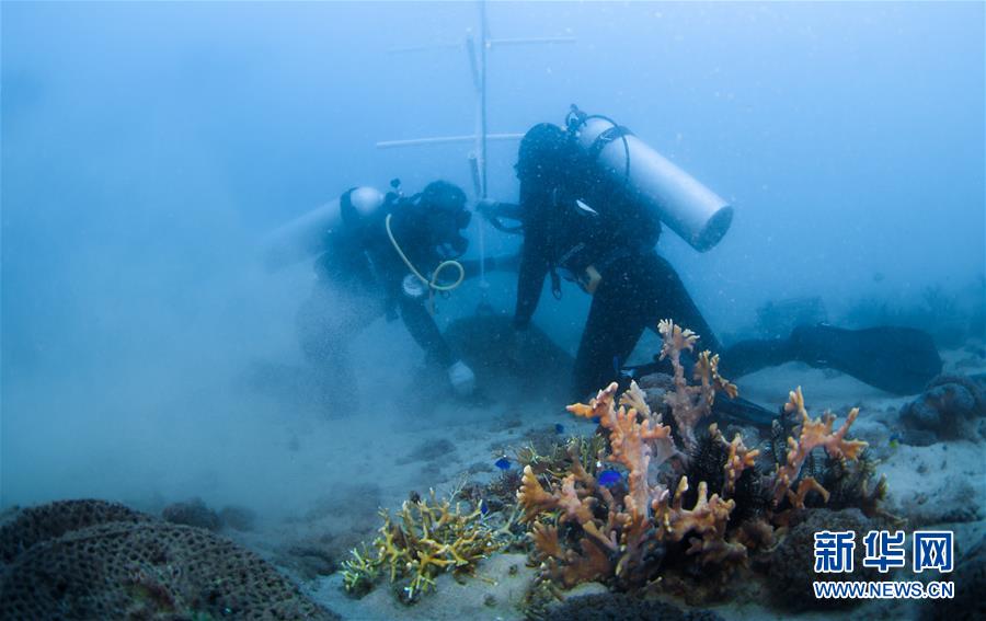 海洋三亚：海底生态修复忙