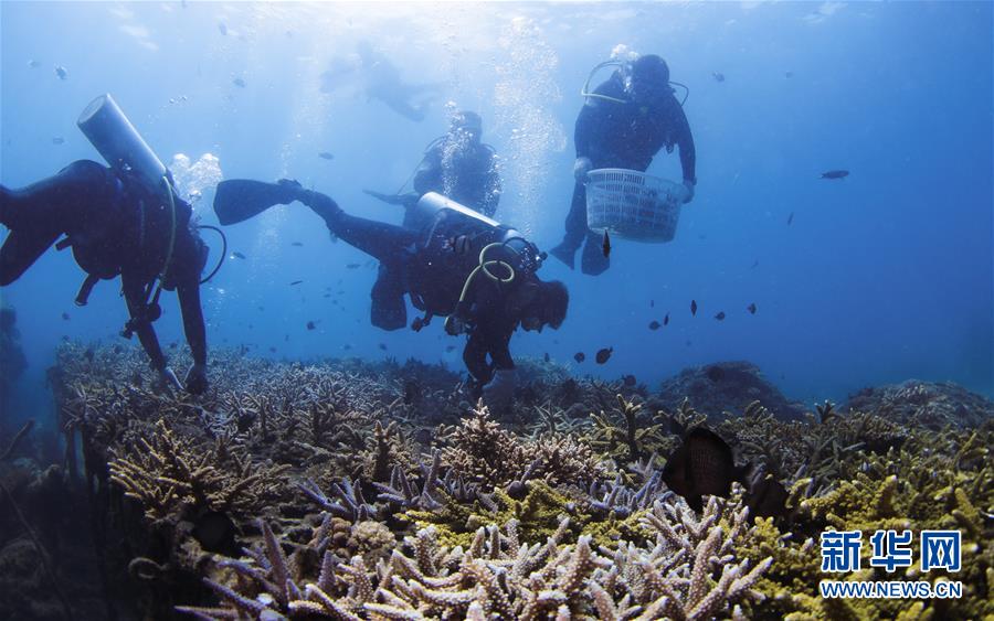 海洋三亚：海底生态修复忙