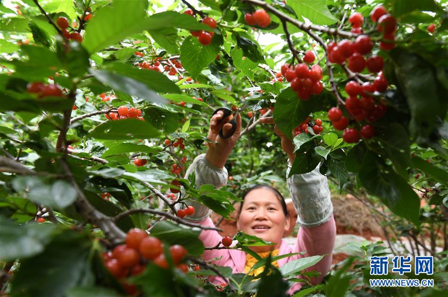 （经济）（1）云南富民：樱桃丰产 农民增收
