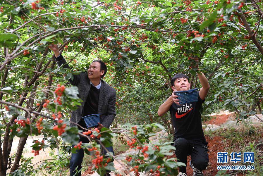 （经济）（3）云南富民：樱桃丰产 农民增收