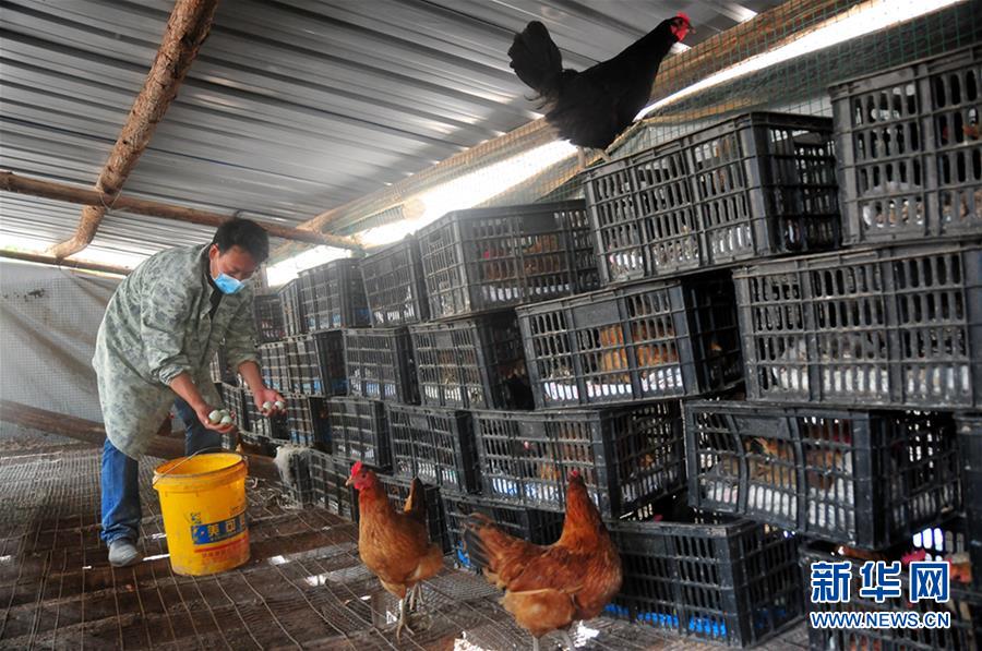 山林养鸡场：农民的“银行”