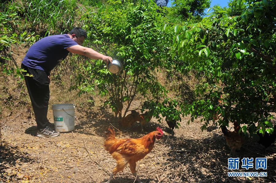 山林养鸡场：农民的“银行”