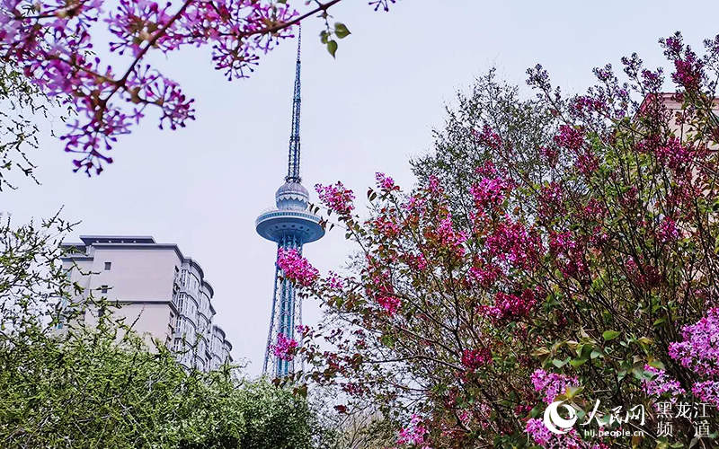 哈尔滨市栽植130万株丁香 打造城中的“丁香花海”
