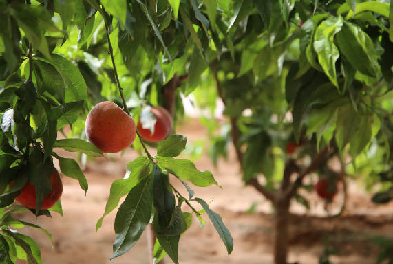 宁夏盐池：一棚桃子“甜”了农民心