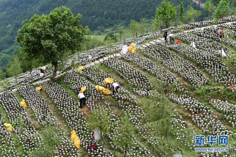 贵州剑河：发展高效山地农业助农增收