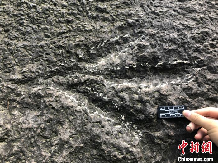重庆发现亚洲保存最好的侏罗纪卡岩塔足迹群