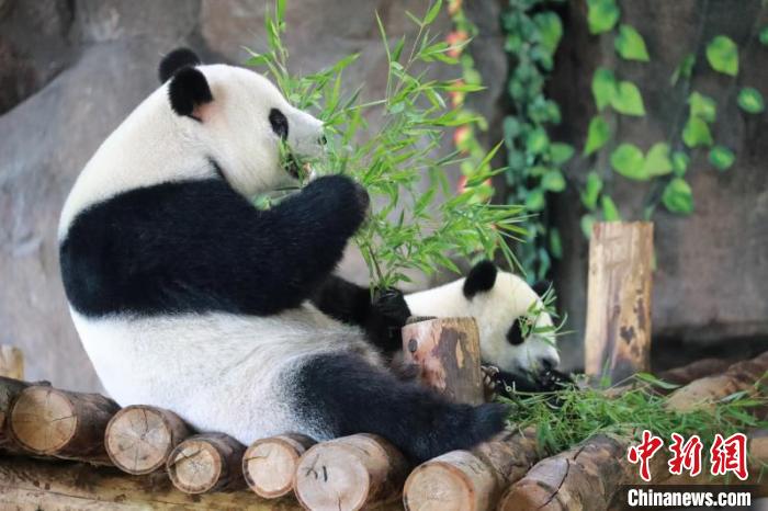 海归大熊猫之女“嘉嘉”庆8周岁生日 10月龄儿子征名