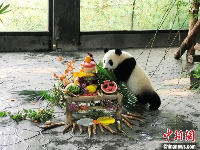 海归大熊猫之女“嘉嘉”庆8周岁生日 10月龄儿子征名