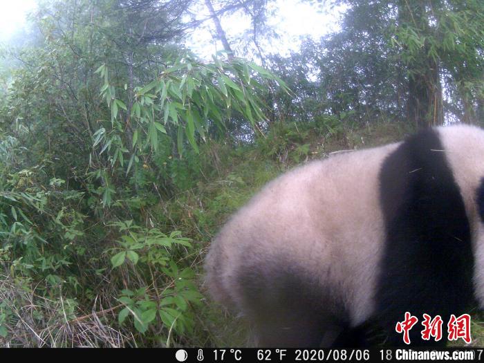 大熊猫国家公园：首次在生态廊道内拍摄到野生大熊猫影像