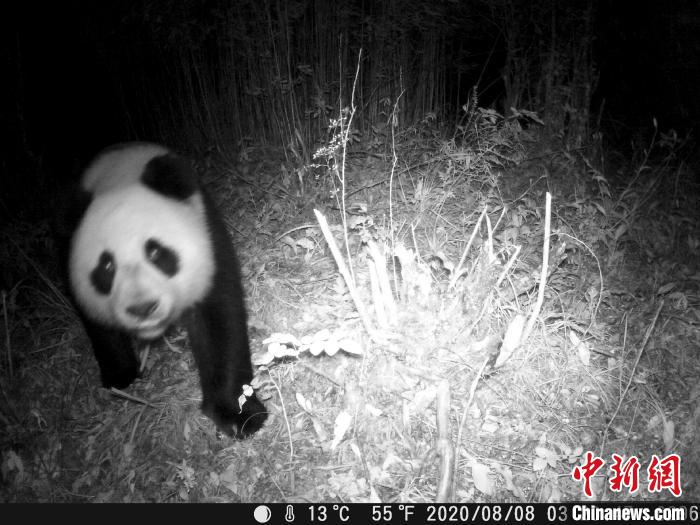 大熊猫国家公园：首次在生态廊道内拍摄到野生大熊猫影像