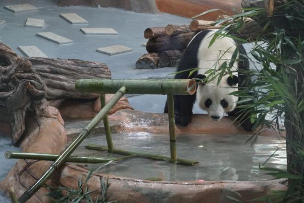 青海西宁：大熊猫“双欣”“和兴”过生日