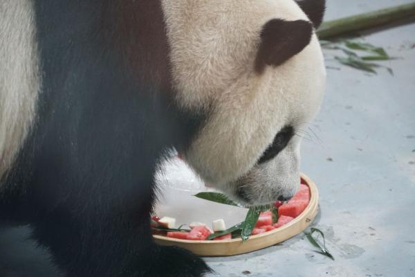 青海西宁：大熊猫“双欣”“和兴”过生日