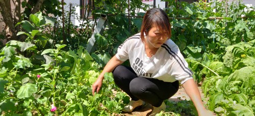 宁夏海原：破解土豆增收的生态“密码”