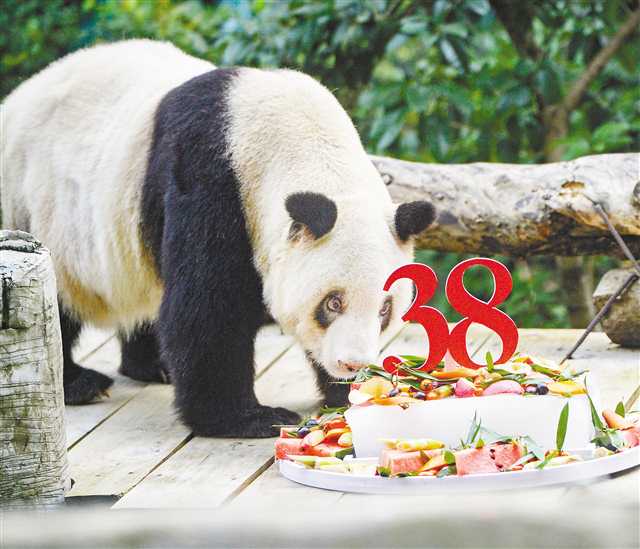 “新星”在重庆动物园迎来38岁生日