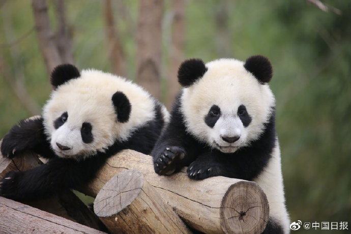 陕西省林科院秦岭大熊猫研究中心有望在今年年底对外开放
