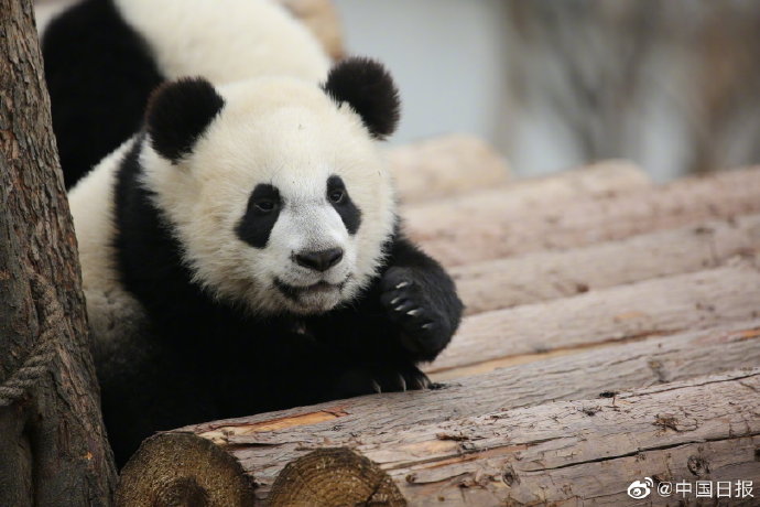 陕西省林科院秦岭大熊猫研究中心有望在今年年底对外开放
