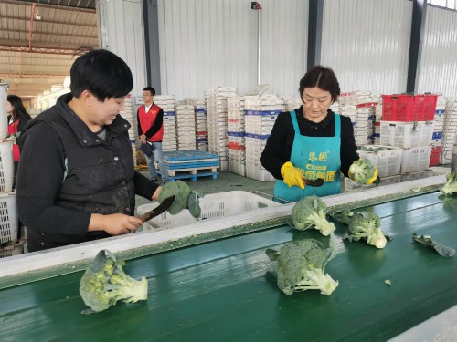 宁夏原州区：节水高效灌溉技术促进冷凉蔬菜产业发展