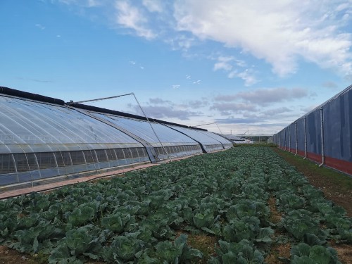 宁夏原州区：节水高效灌溉技术促进冷凉蔬菜产业发展