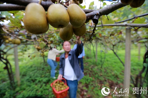贵州剑河：红阳猕猴桃喜获丰收