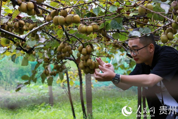 贵州剑河：红阳猕猴桃喜获丰收