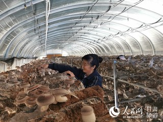 甘肃陇西：立足产业助脱贫 香菇采收“致富花”