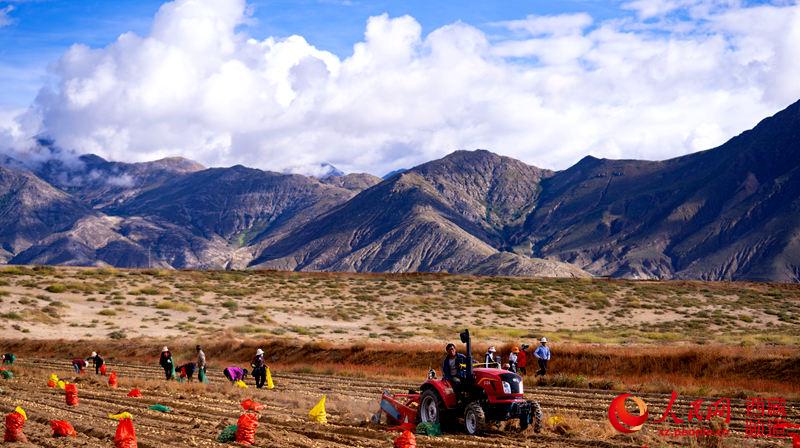 西藏日喀则市艾玛乡：土豆满田间 幸福沉甸甸