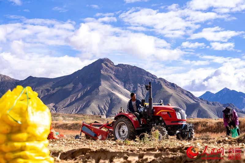 西藏日喀则市艾玛乡：土豆满田间 幸福沉甸甸