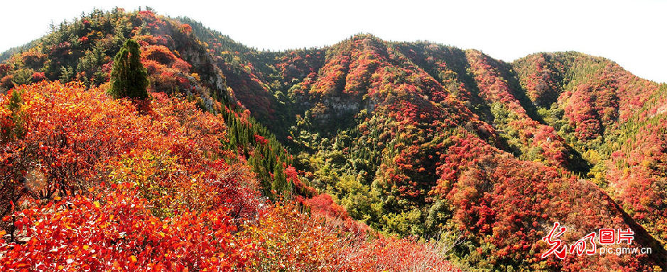 青州仰天山国家森林公园层林尽染美如画