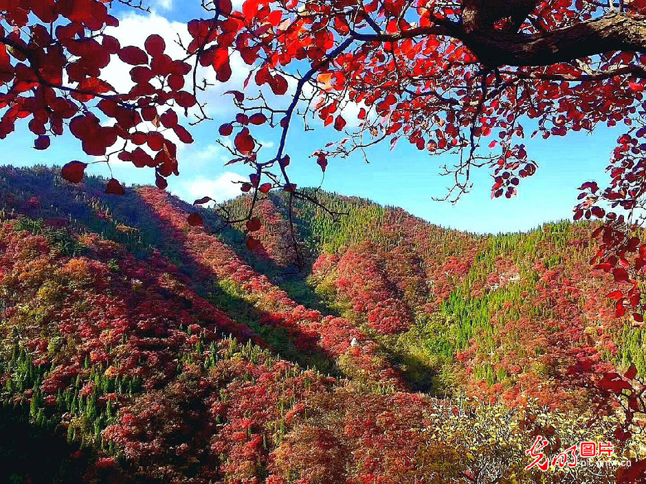 青州仰天山国家森林公园层林尽染美如画