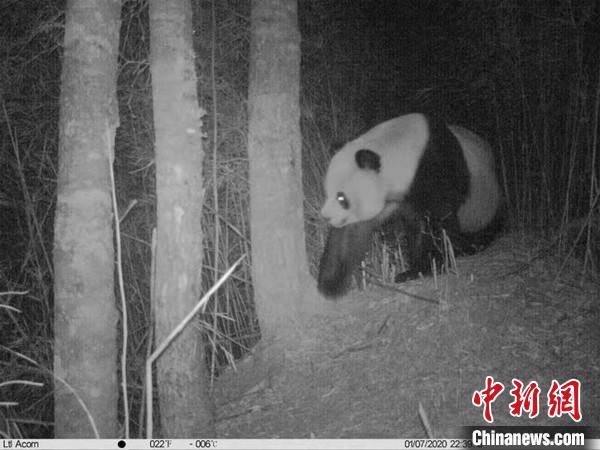 四川平武：红外相机拍下野生雌雄大熊猫同框 四肢舞动像在逗乐同伴