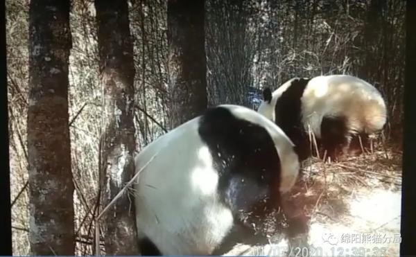 四川绵阳红外相机下的“熊猫小两口”……