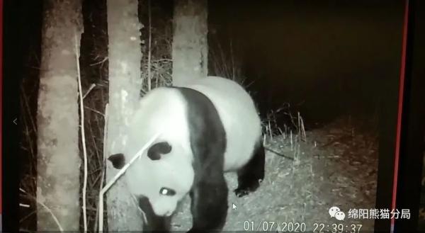 四川绵阳红外相机下的“熊猫小两口”……