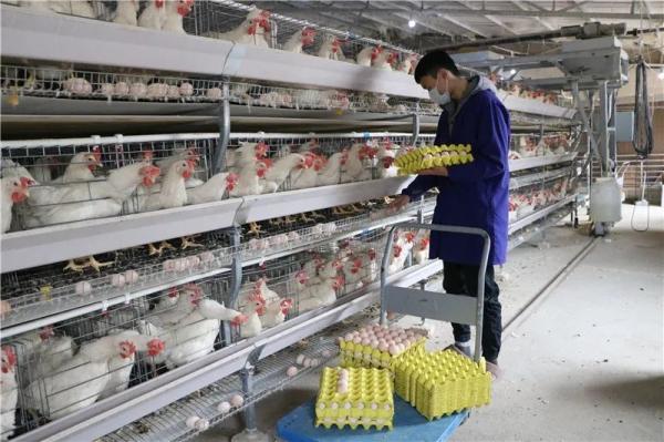 贵州玉屏｜山里的“战斗鸡” １天产蛋12000枚