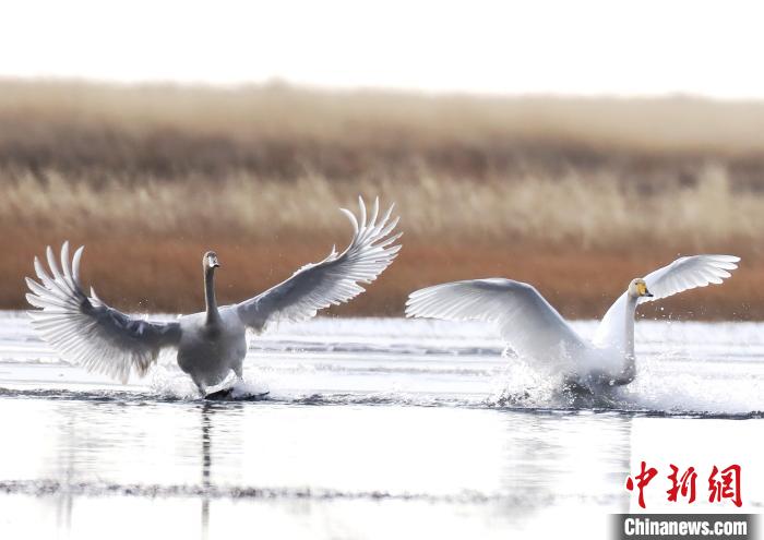 黄河上游生态保护：“黑土滩”变湿地 大天鹅南飞越冬