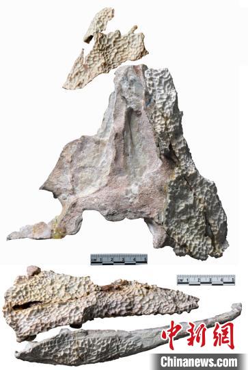 中科院团队在内蒙古新发现约2.5亿年前爬行动物化石