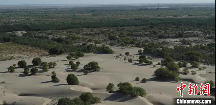 新疆麦盖提县：生态持续改善 向沙漠要效益