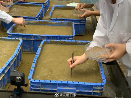 和嫦娥五号奔月的水稻种子在广东播种